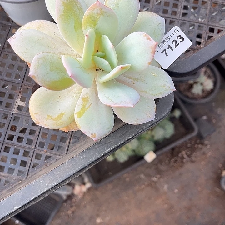 阿雅园艺。         7123白凤杂
