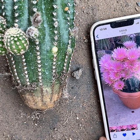 1个无根粉金刚357888