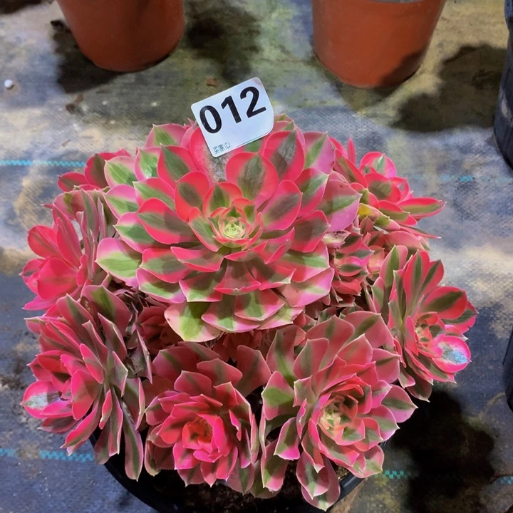 甘***洋无花朵粉女巫012000000