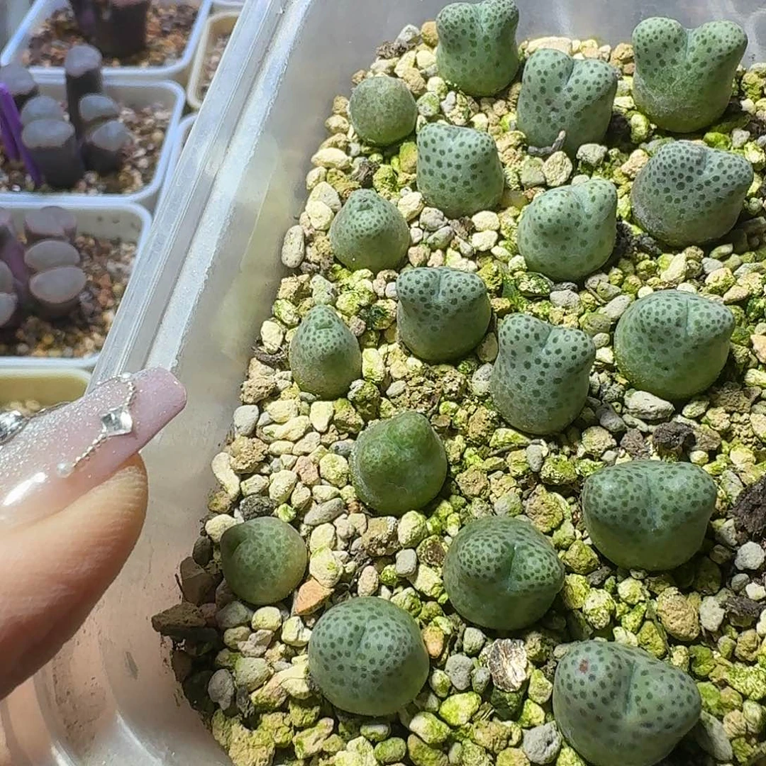 67号18颗园艺955斑马三年