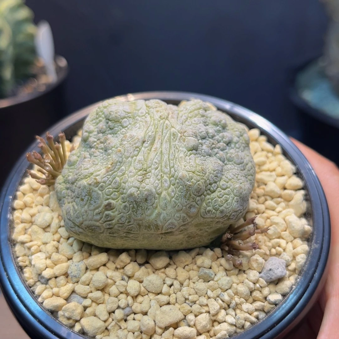 双头凝蹄玉Zzzzzzzzzzzz