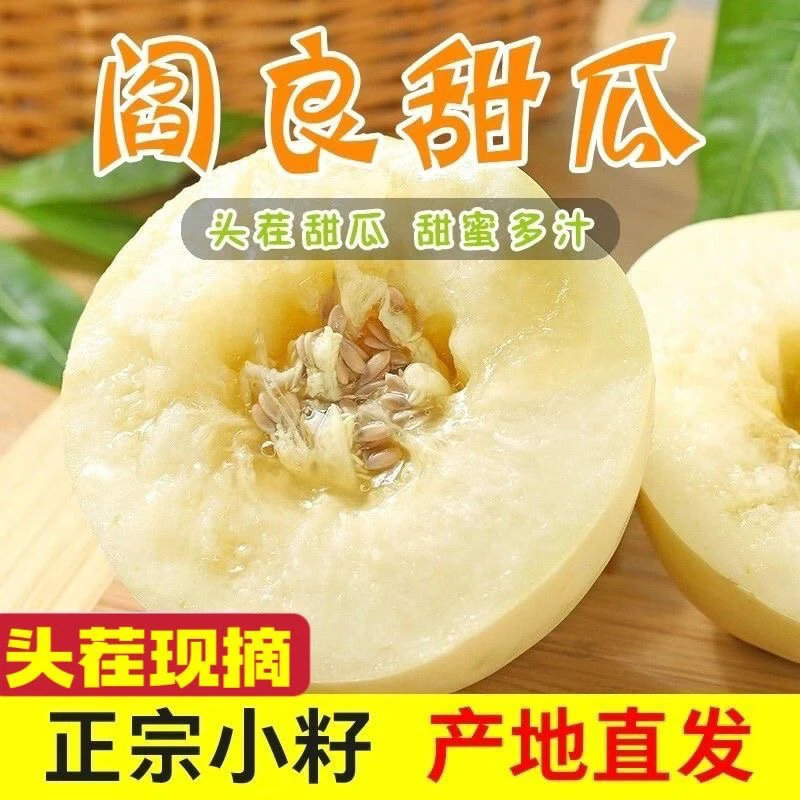 【洛洛推荐】陕西阎良正宗小籽甜瓜软糯香甜现摘现发