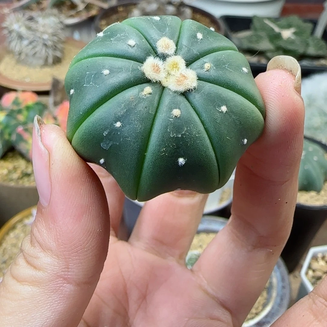 521实生琉璃海星兜多肉