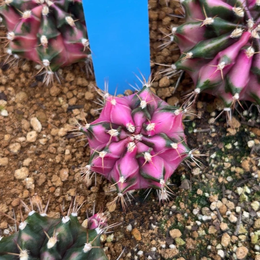 Z901-1107泰国米哈粉钻