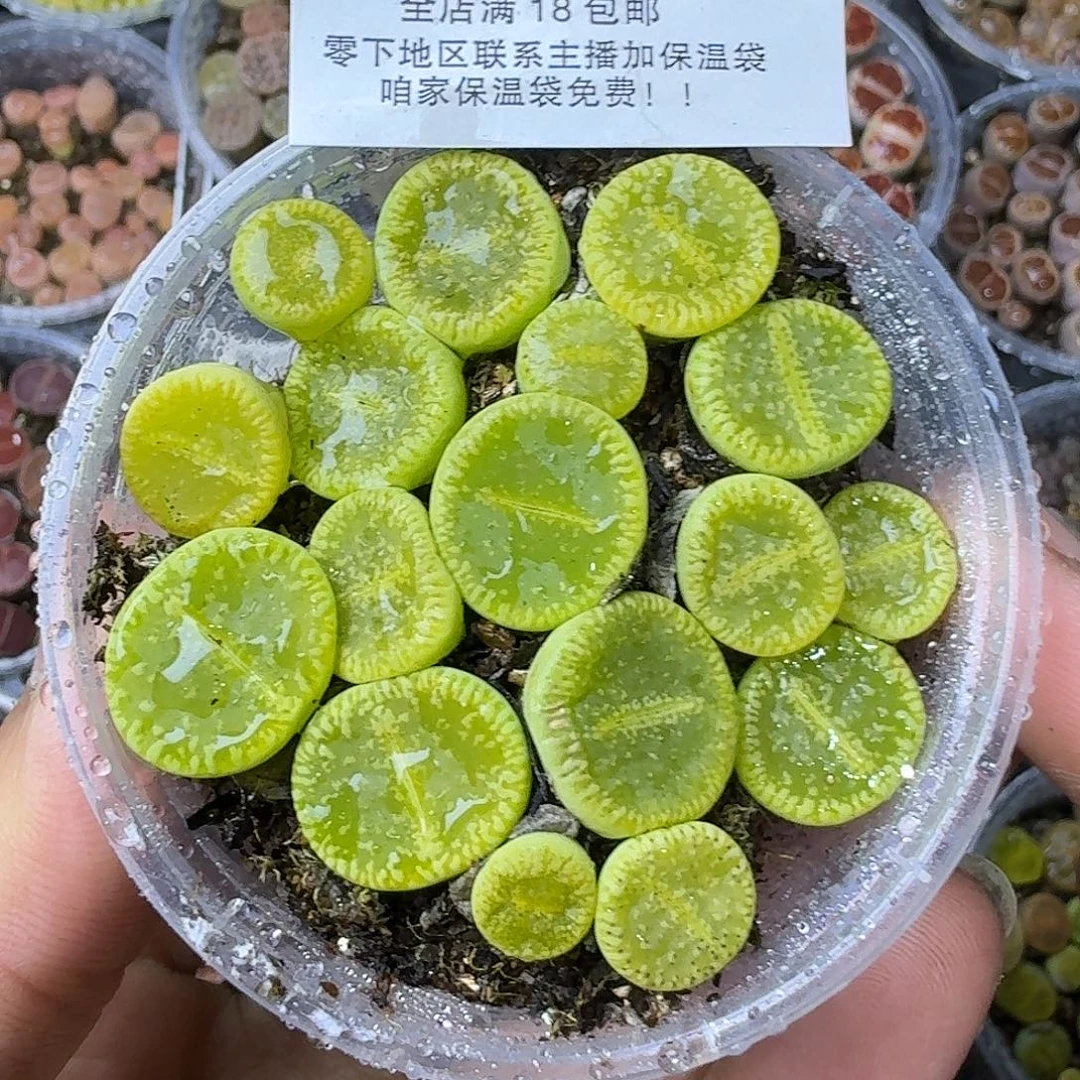 2193 绿光阳两年哈哈