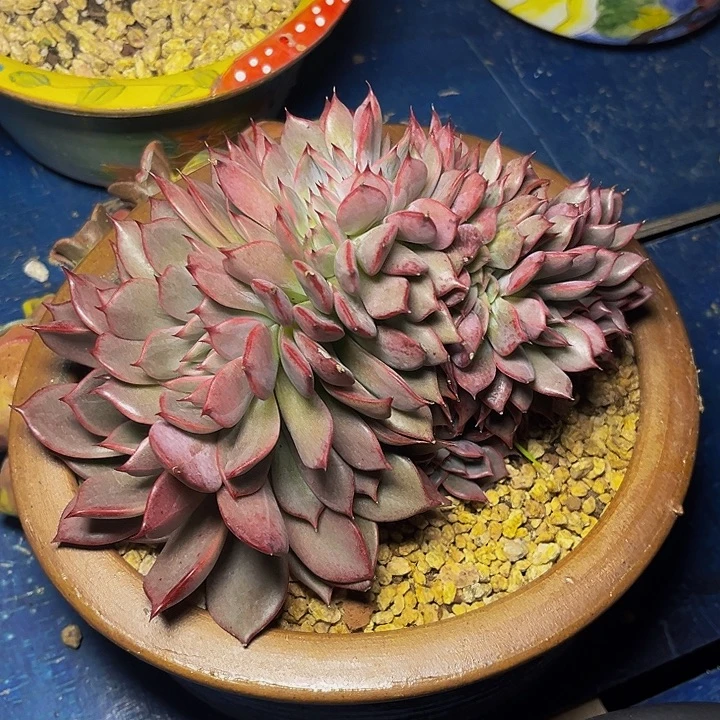 多肉植物红龙缀化