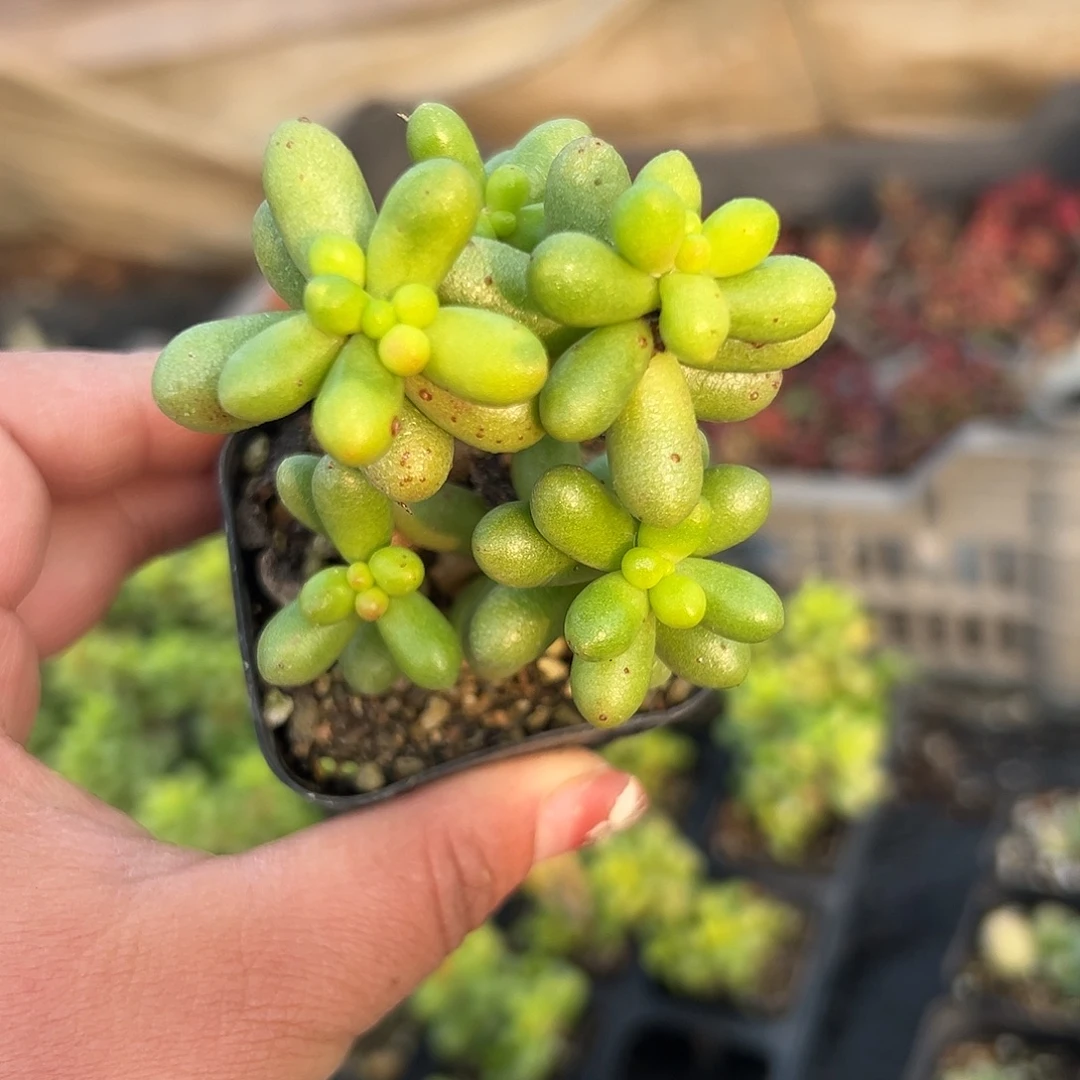多肉植物绿龟卵群