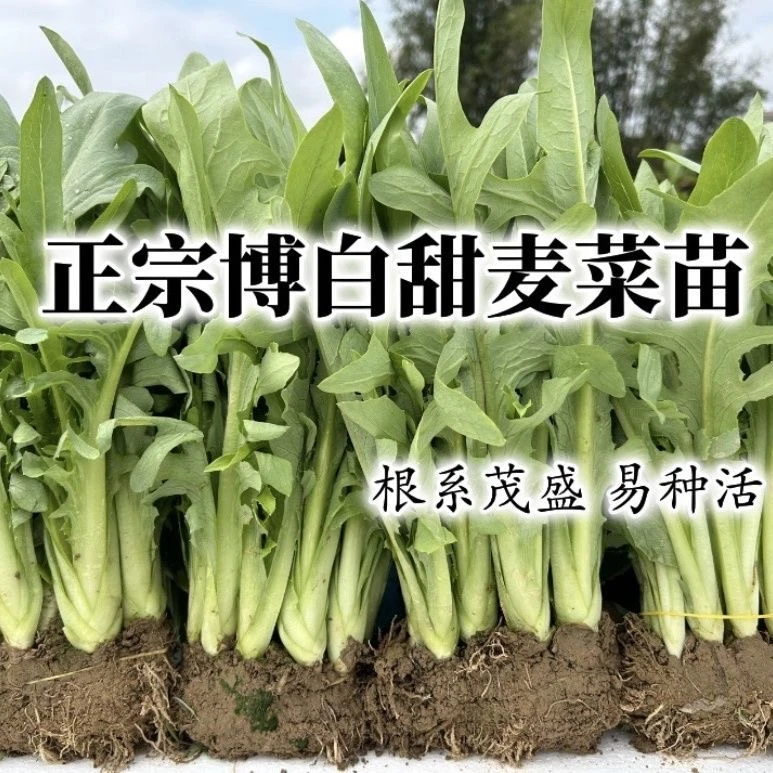 正宗广西博白甜麦菜苗易栽种新鲜带泥现拔现发软脆清甜盆栽四季栽