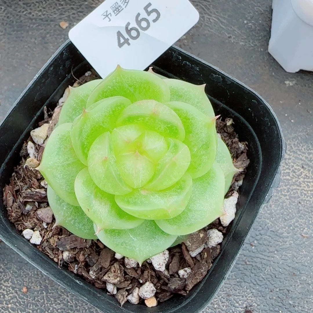 灵耀珍妮，4665多肉植物