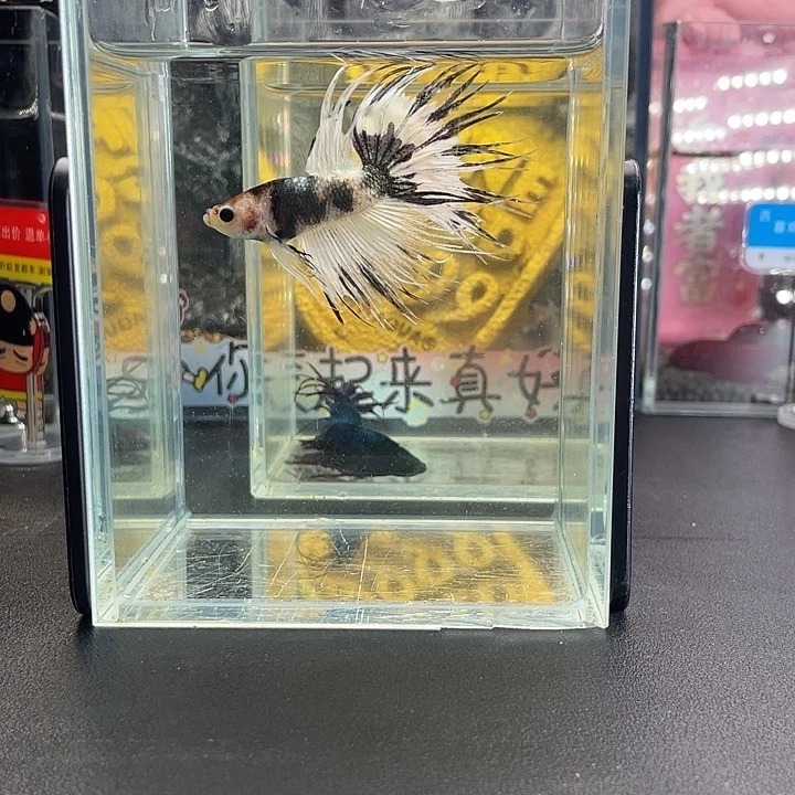 斗鱼32号927早狮王