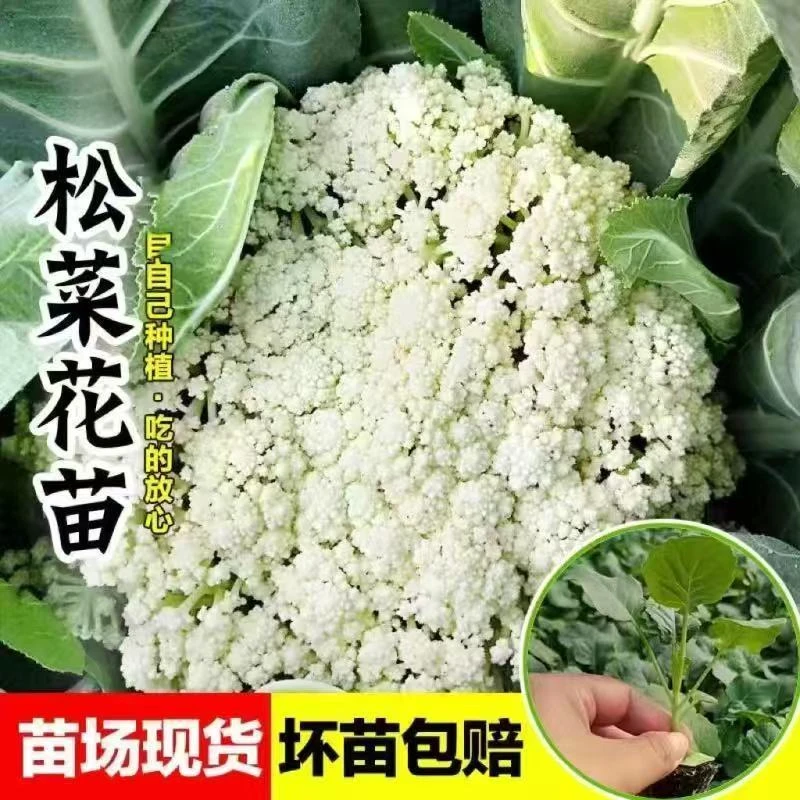 有机花菜秧苗松花菜青梗花椰菜高产白花菜莲花白蔬菜苗