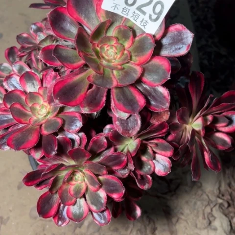 香丽多肉植物法师7829