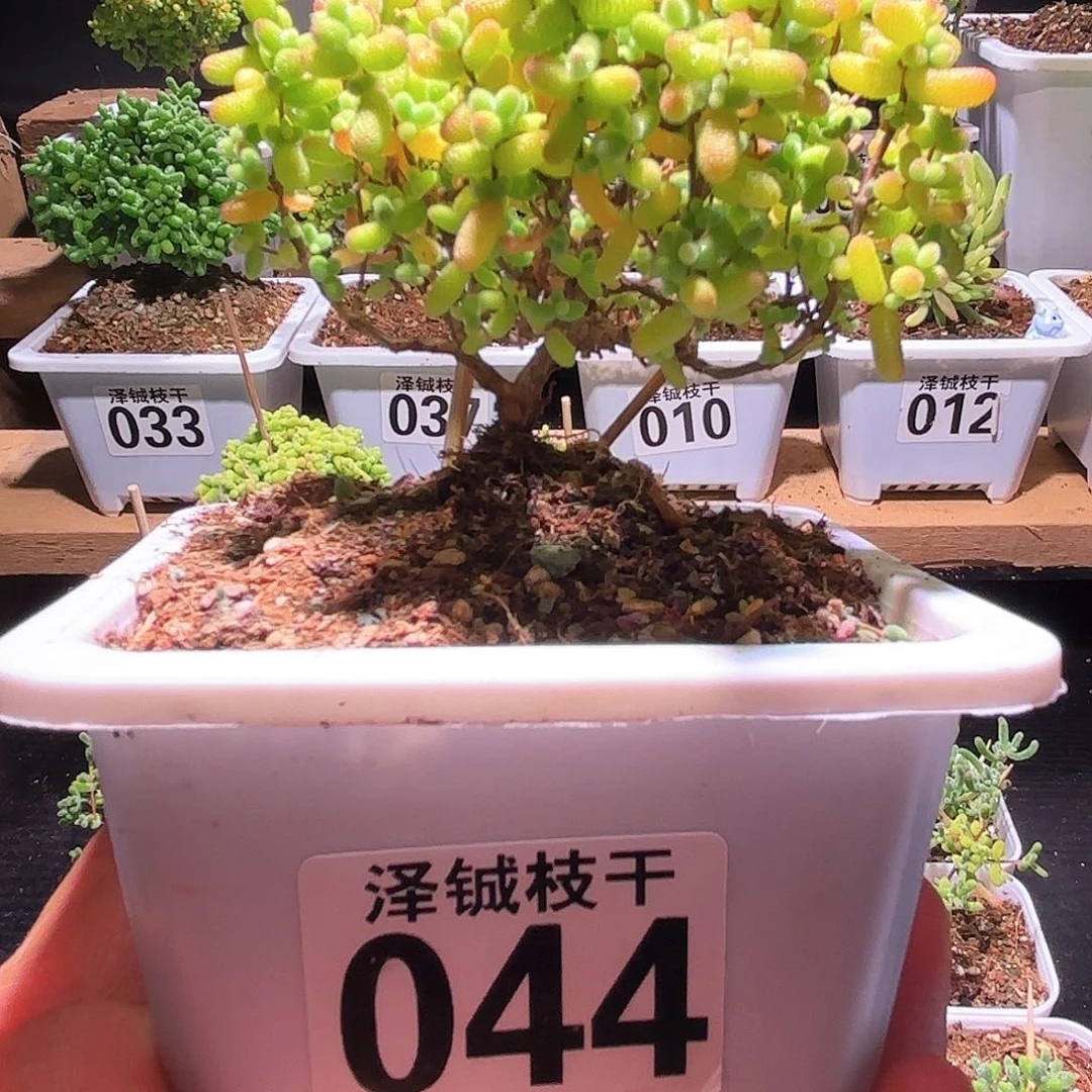 枝干番杏金橘糖球044