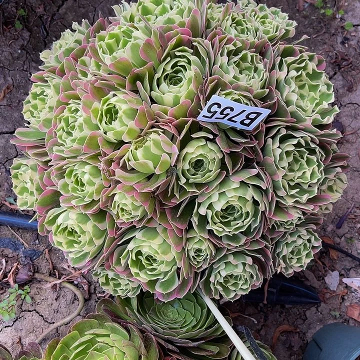 白凤法师13//-21bao y