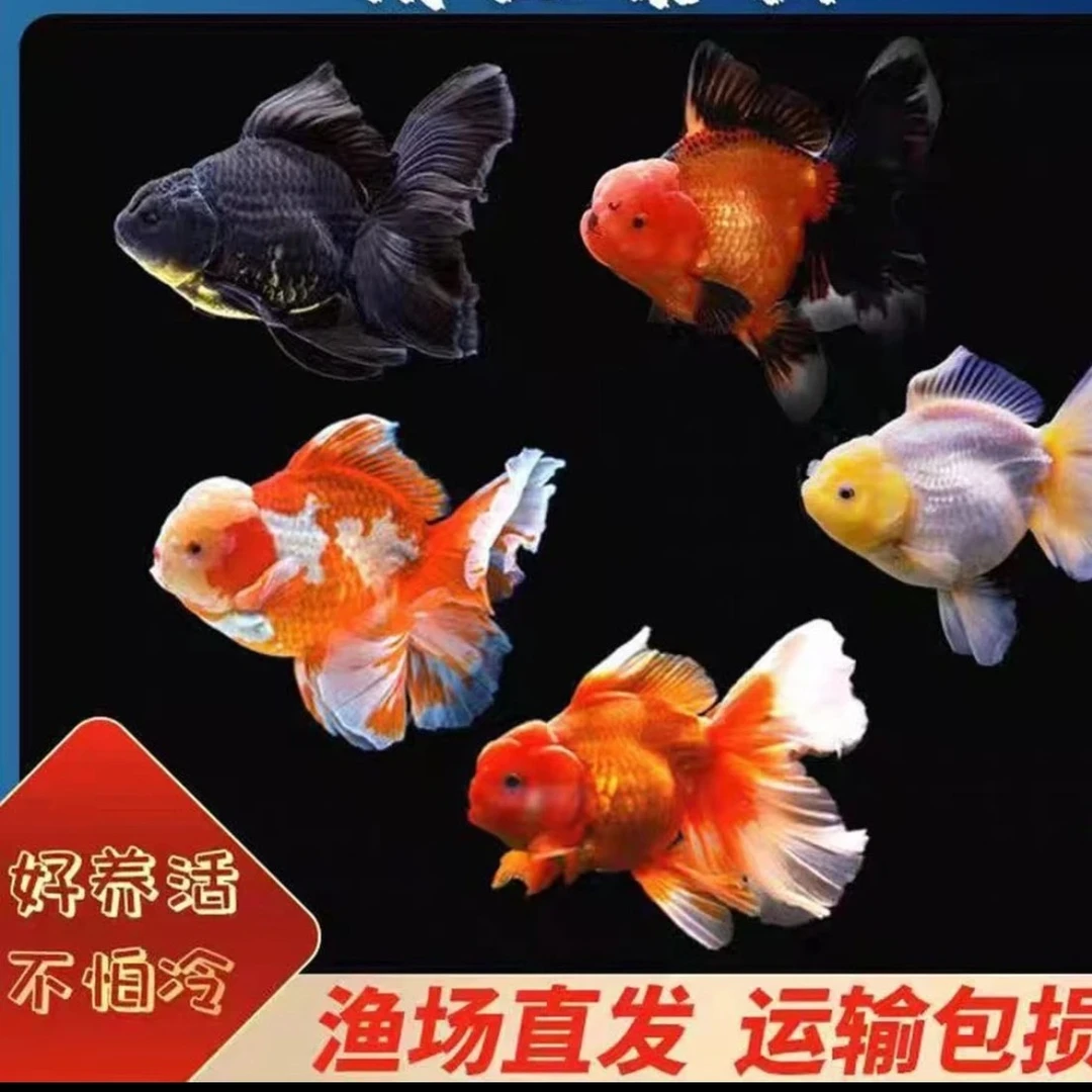 观赏鱼活体小金鱼冷水鱼耐活好养宠物