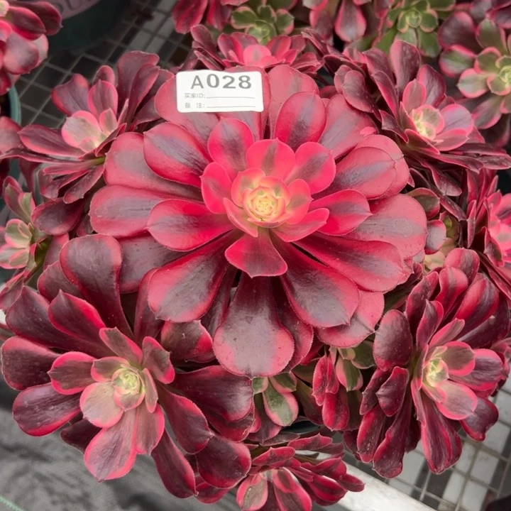 028凤冠25厘米左右