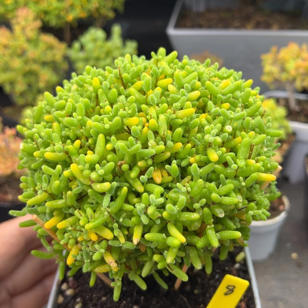 蜜橘糖球8号10cm盆