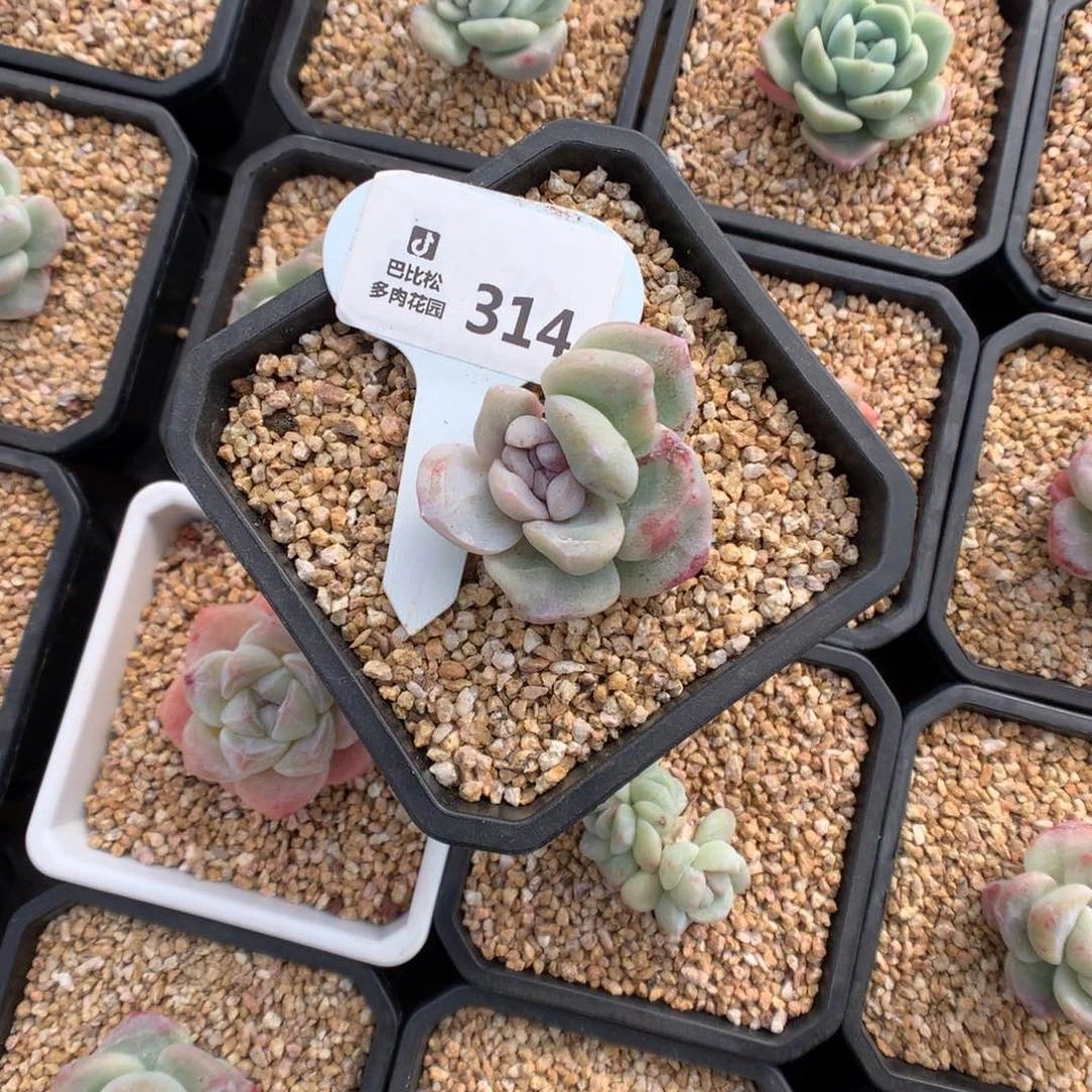 ?***W314 冰玉石化多肉