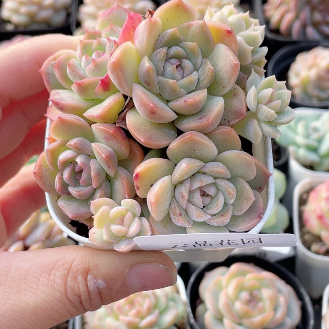 753号糖心冰心珍妮