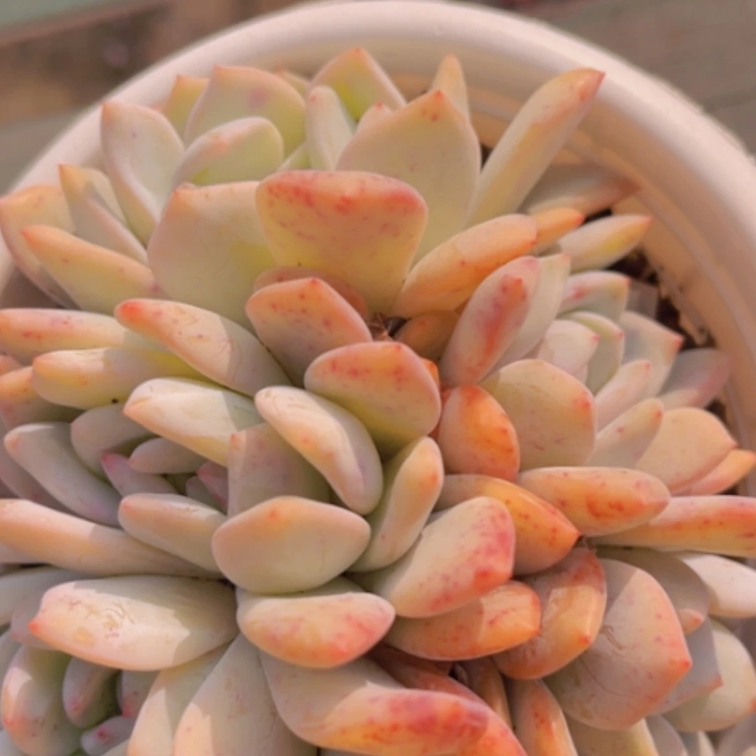 【闪购商品】橙梦露朵朵13197