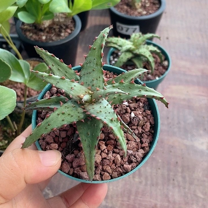 687卡萨帝女王芦荟