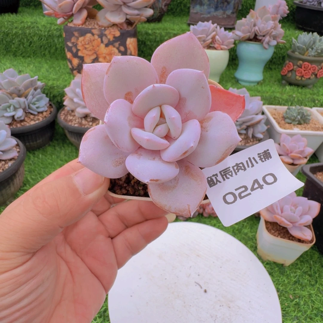 多肉植物奶茶单头0240