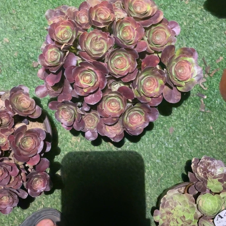 8号媚金玫瑰小朵朵