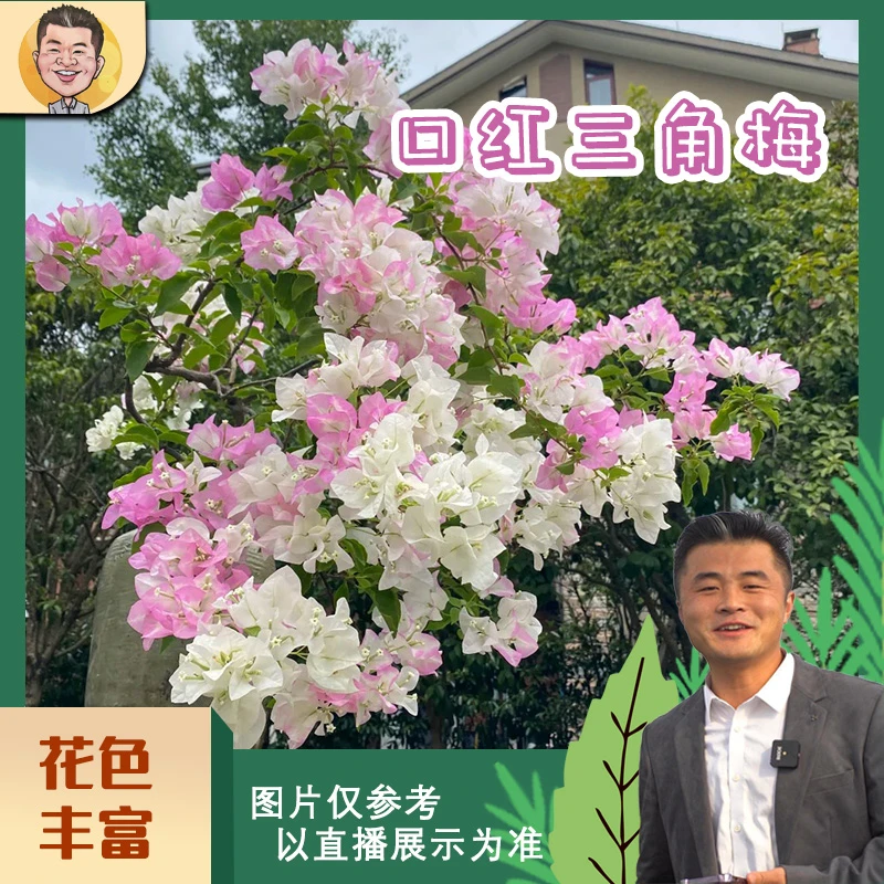 口红三角梅喜光易养护勤花室内室外阳台庭院花卉盆栽地栽观赏植物