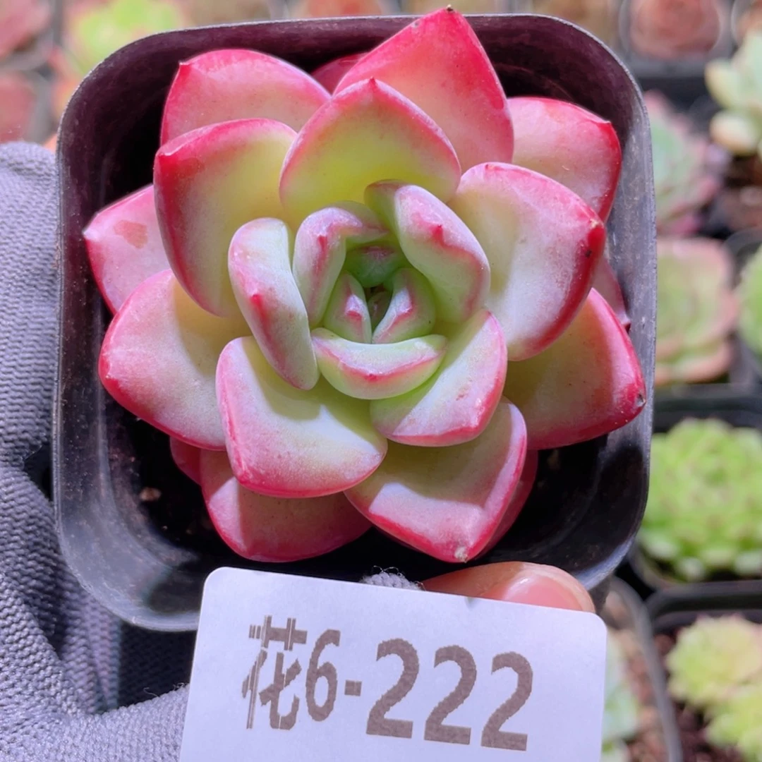 花利美 6-222草莓泡芙