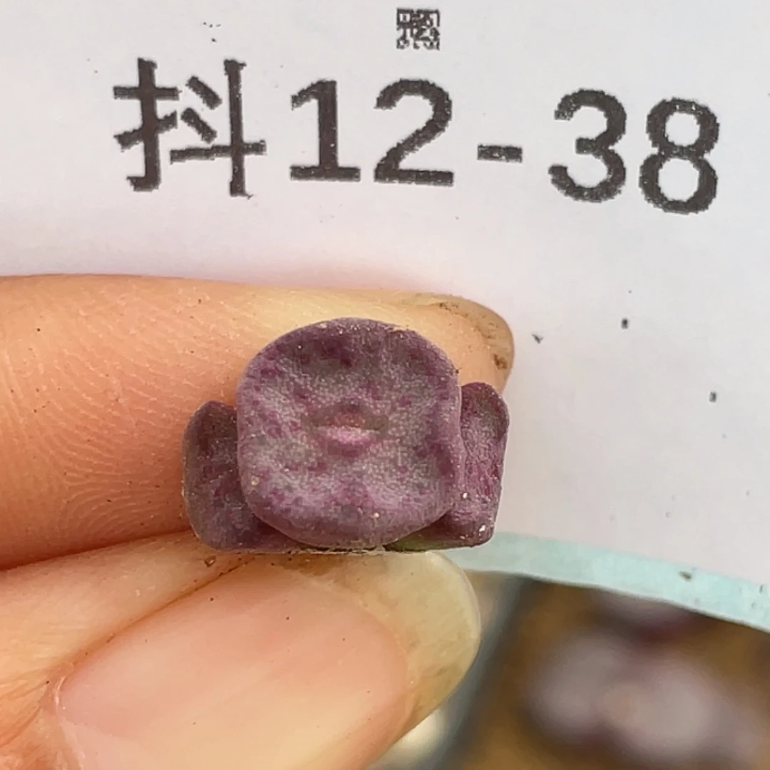 12-38方碗多肉植物