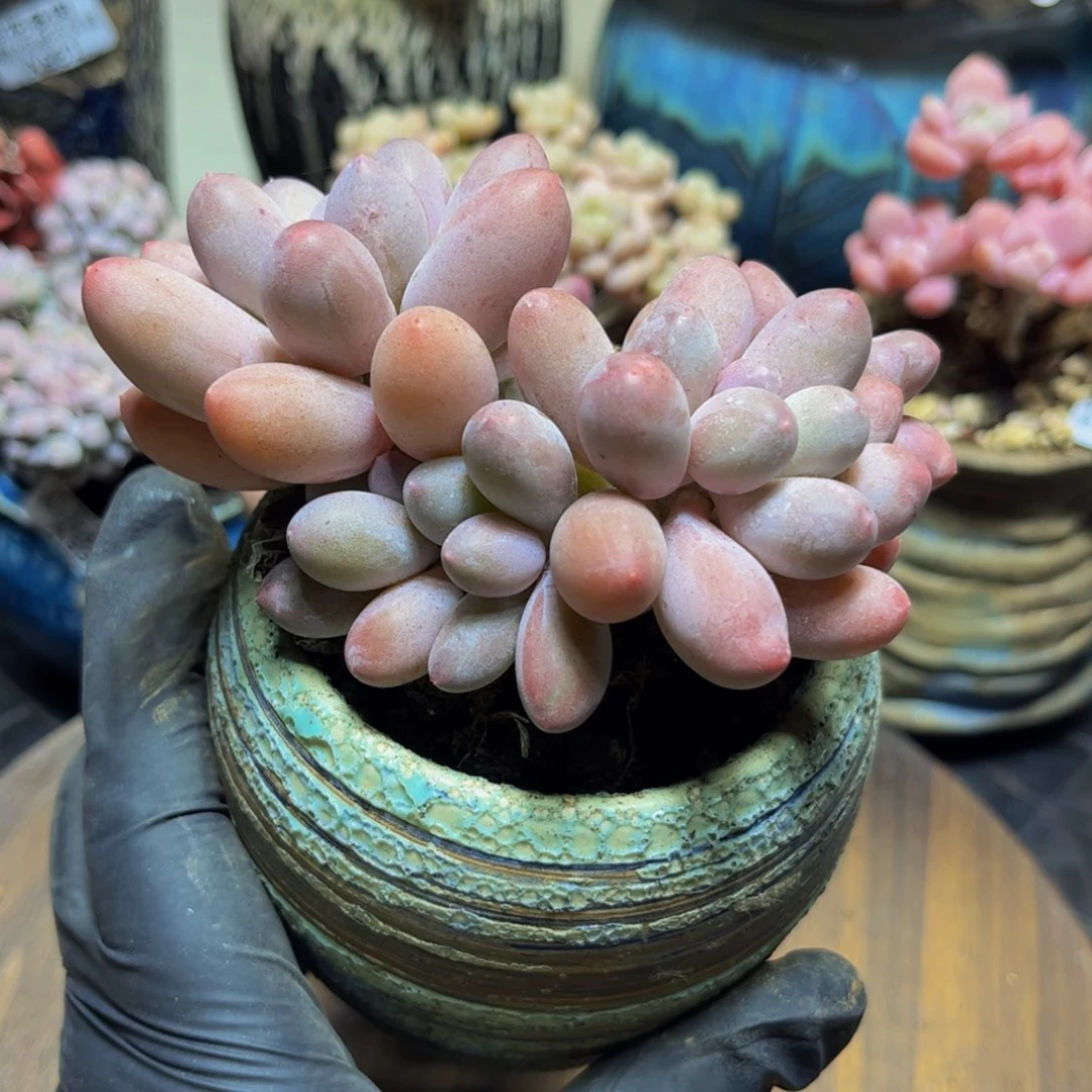 449汤圆奶酪11厘米多肉