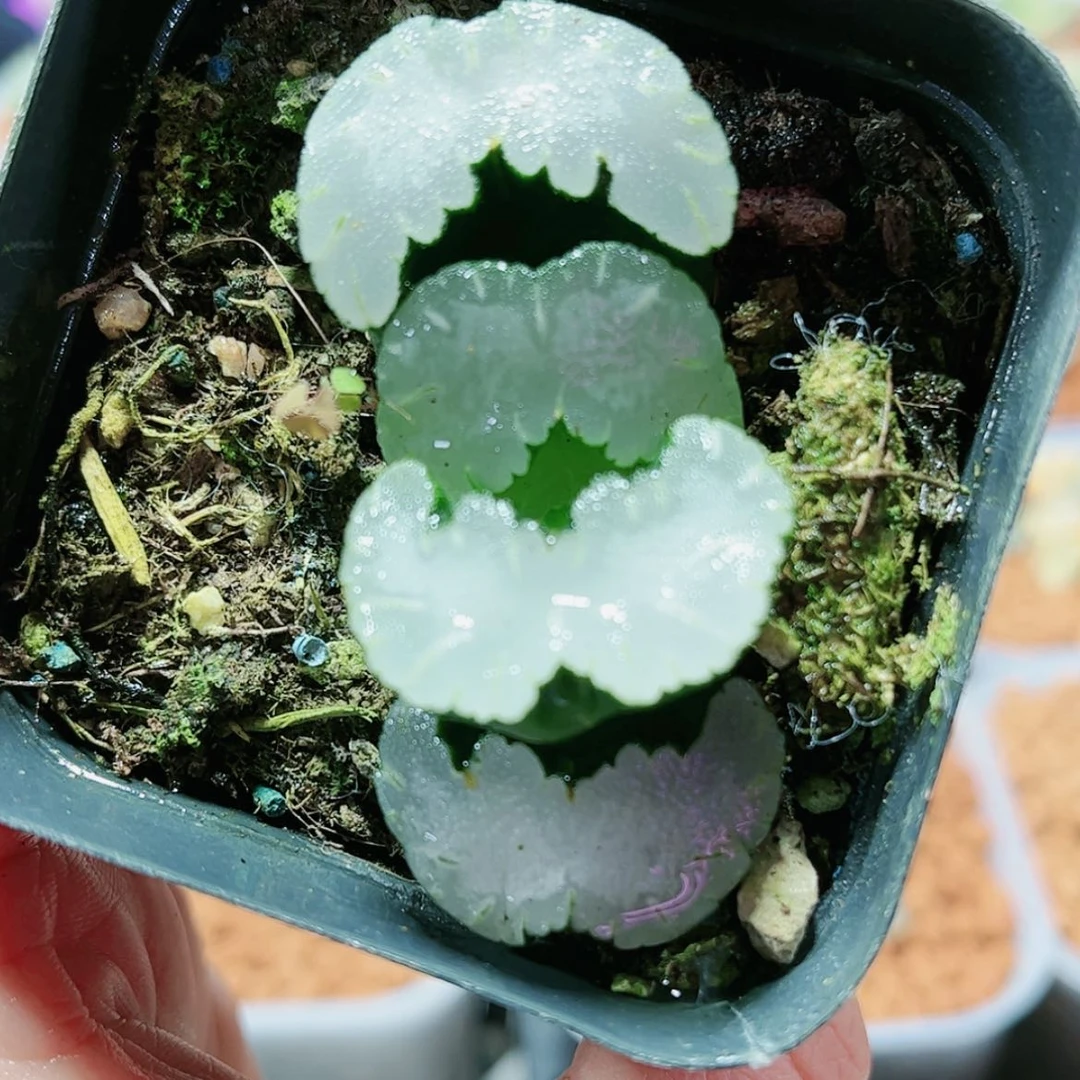 【闪购商品】白熊玉扇