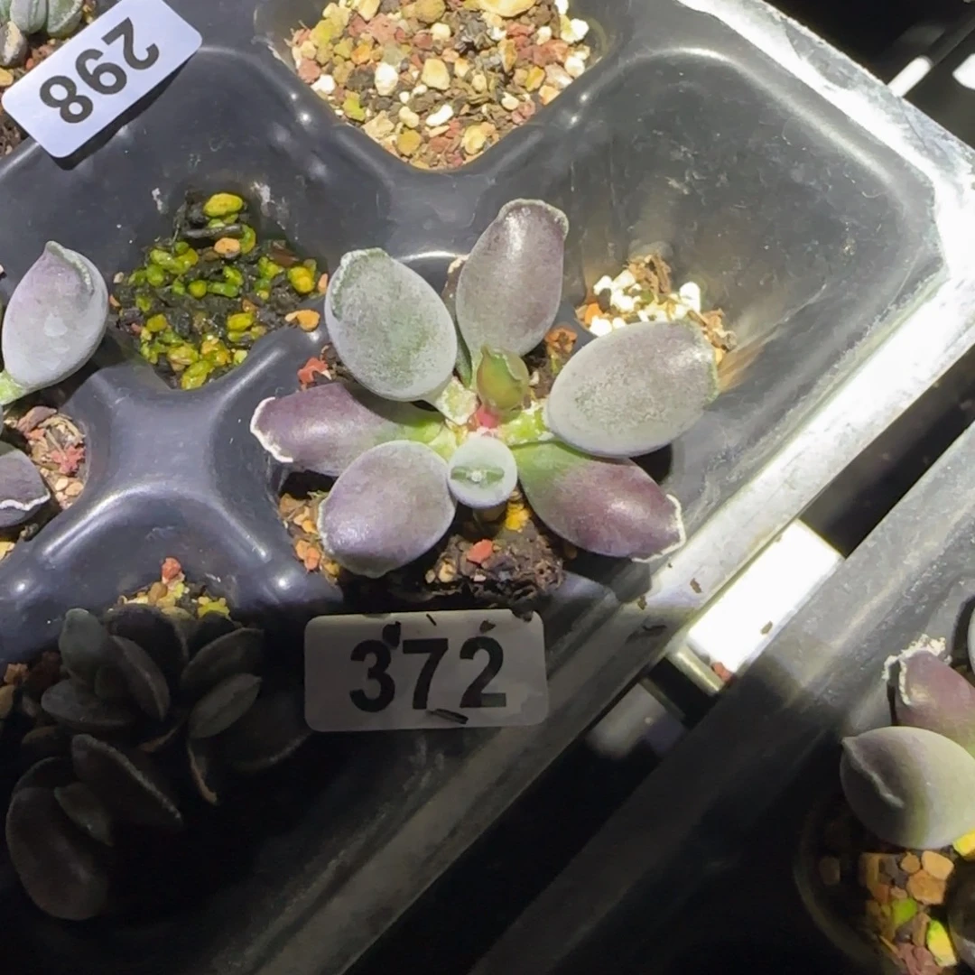 艺伎海豹水泡多肉植物372