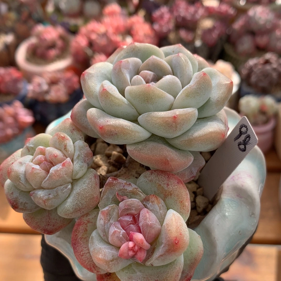 冰玉石化一物一拍 009