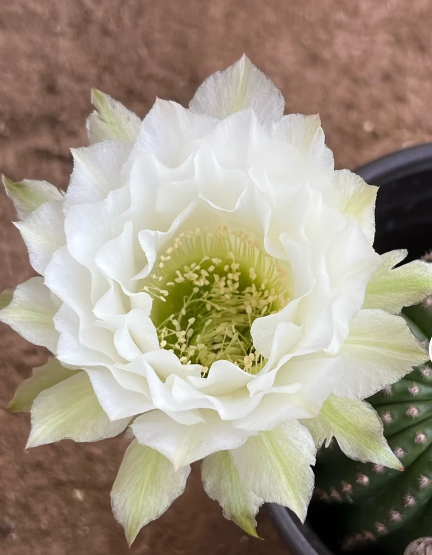 仙人球金刚杂交静静歪