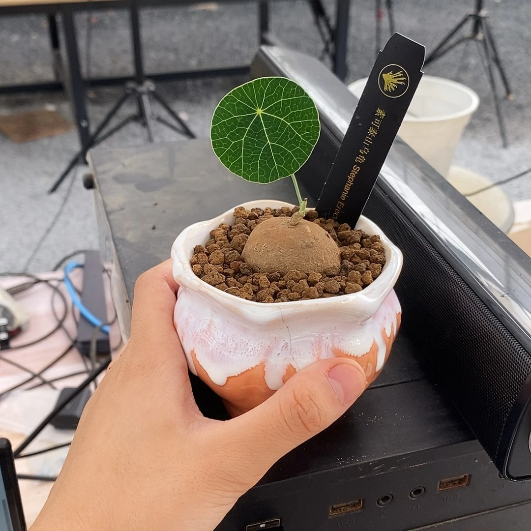 回***灯素可泰一物一拍不包叶损