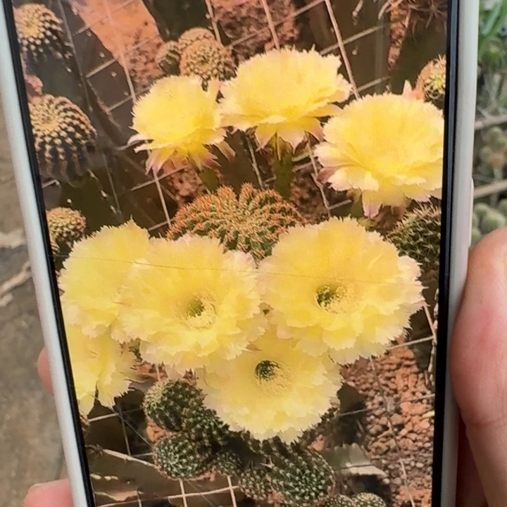 287彩草梨花洛歪3公分左右无根侧牙，20包邮