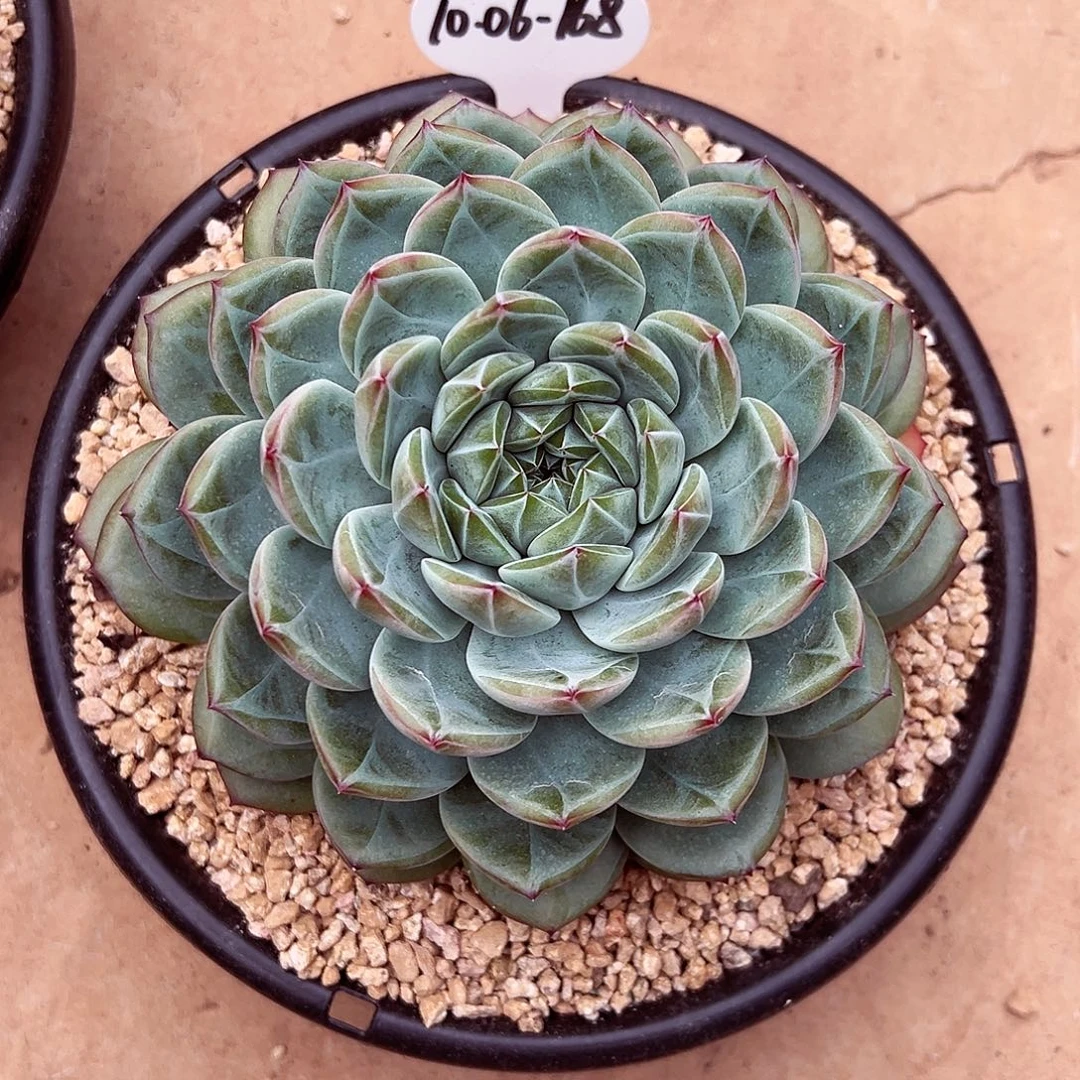 1006-168天花板新品