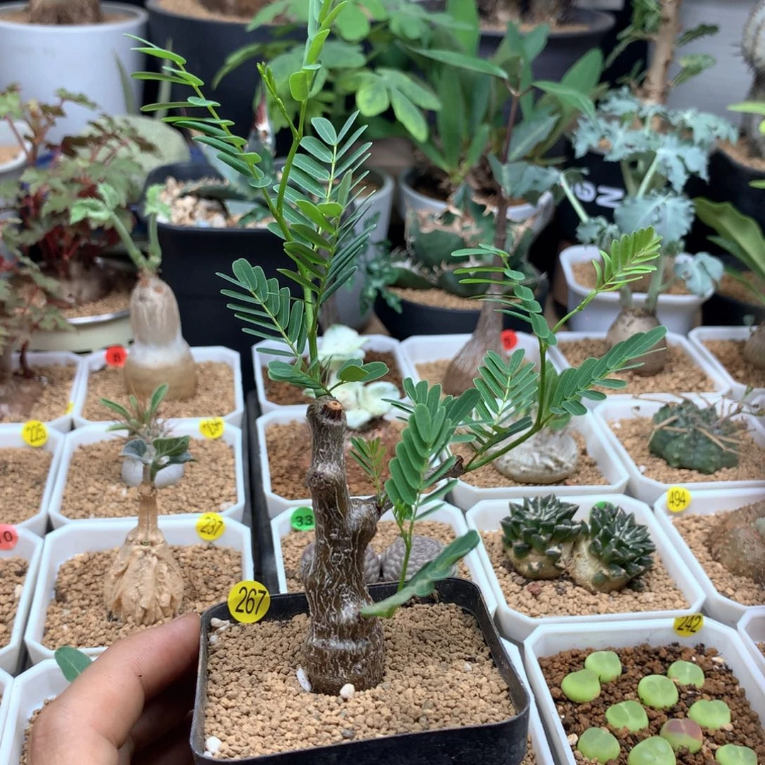 实生沙漠苏木带盆