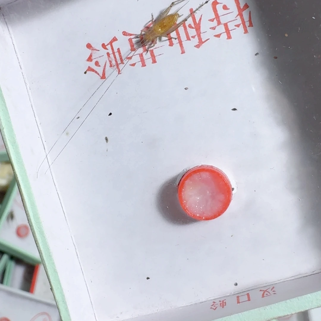 峰***子蟋蟀青山路口等我哈哈哈我
