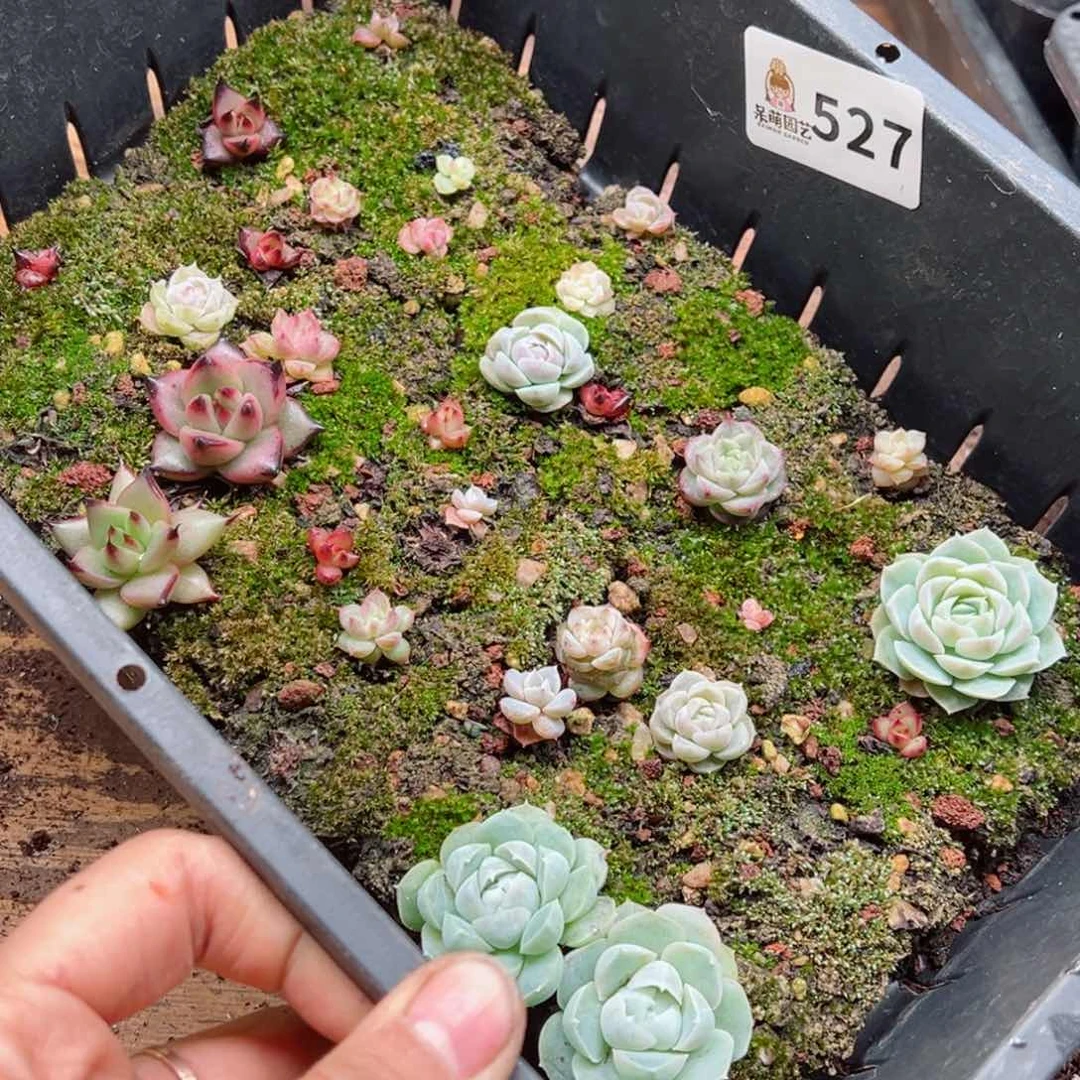一*多肉植物多肉植物