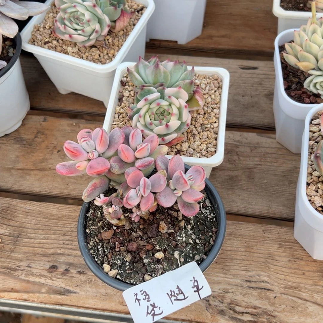 柠****芬淘多肉吉娃娃锦一个