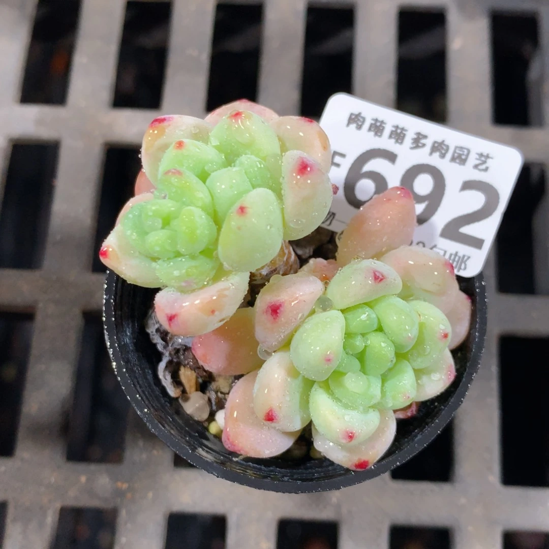 5CM拇指盆精控多肉ZF692