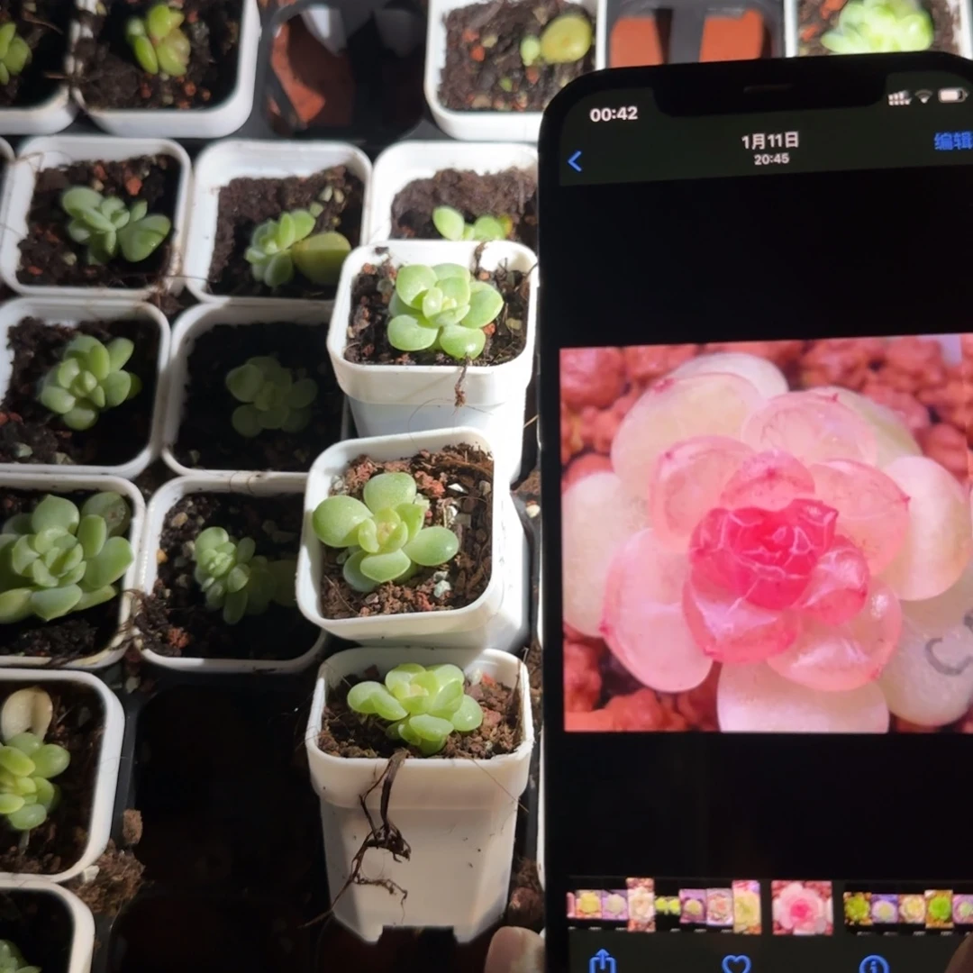 有理X15 盆1号床一个满25包邮