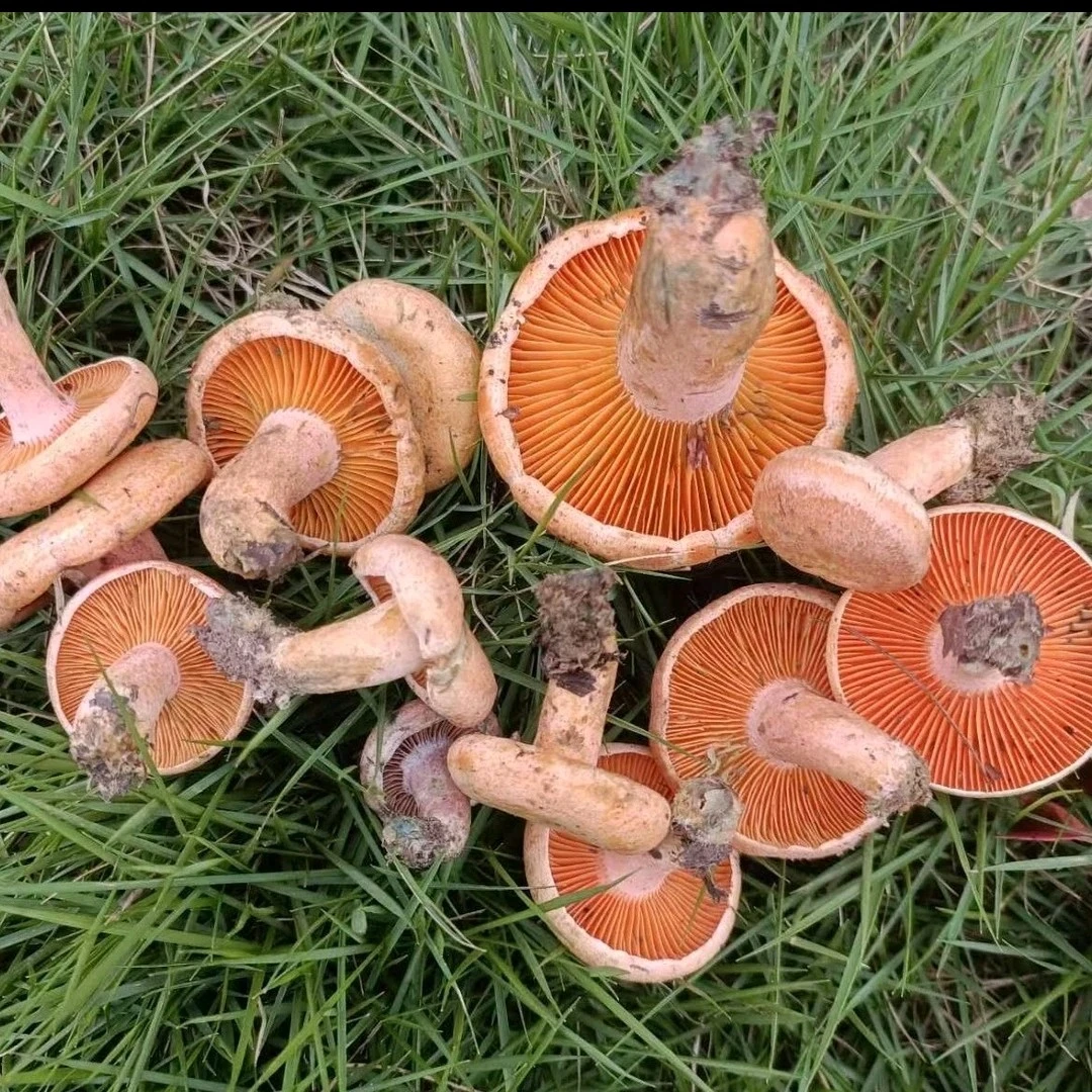 湖南湘西新鲜野生黄枞菌 谷熟菌  重阳菌   新鲜直发   顺丰包邮