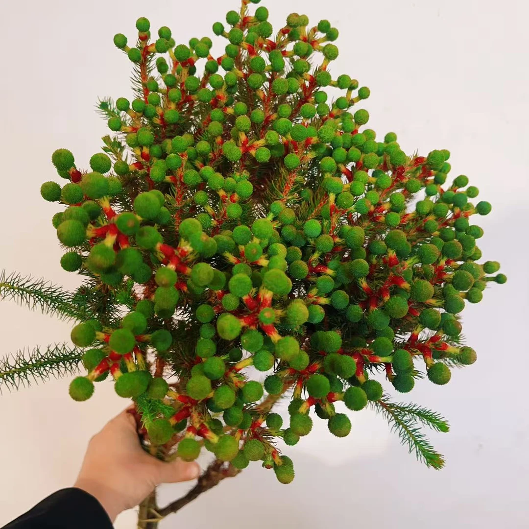 一花一木【红线珊瑚果】可做干花 昆明基地直发