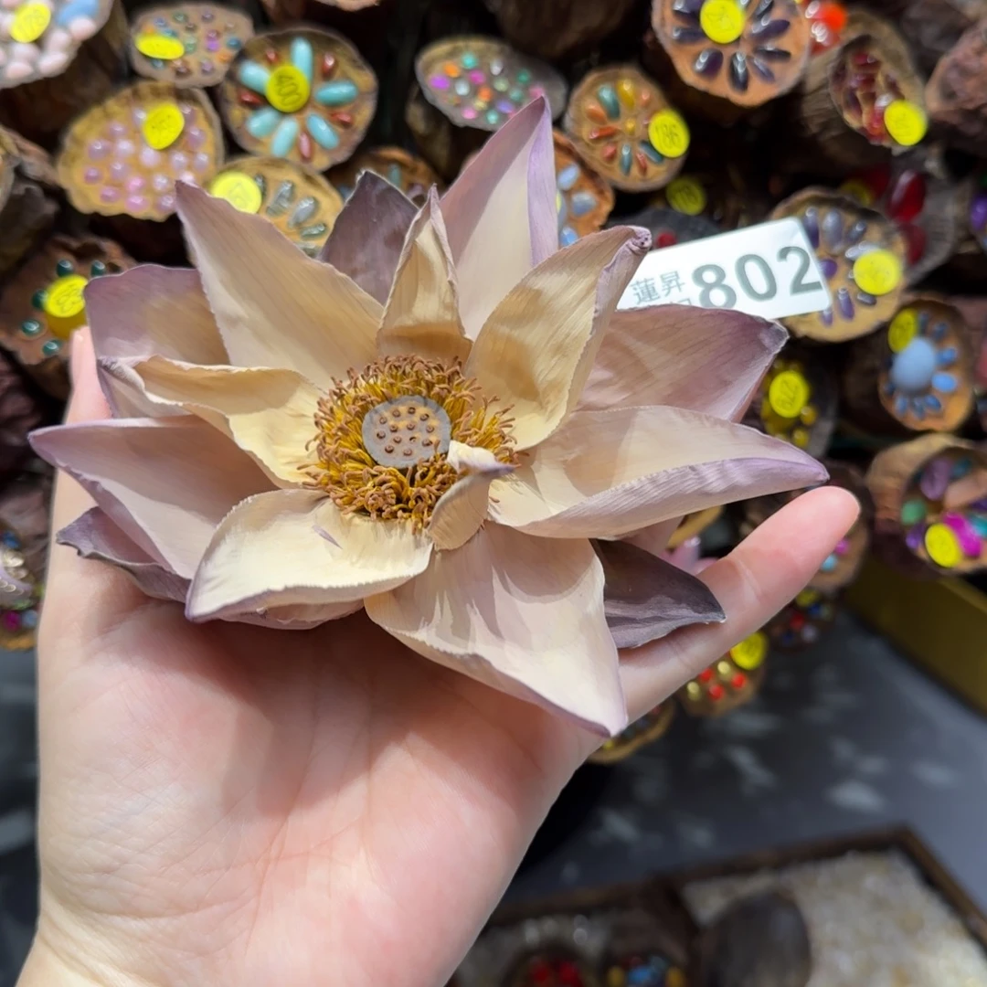 802莲蓬摆件 莲蓬