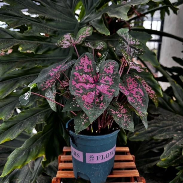 彩叶芋（粉色飞溅）室内盆栽耐热多年生观叶类懒人植物，邮政空运