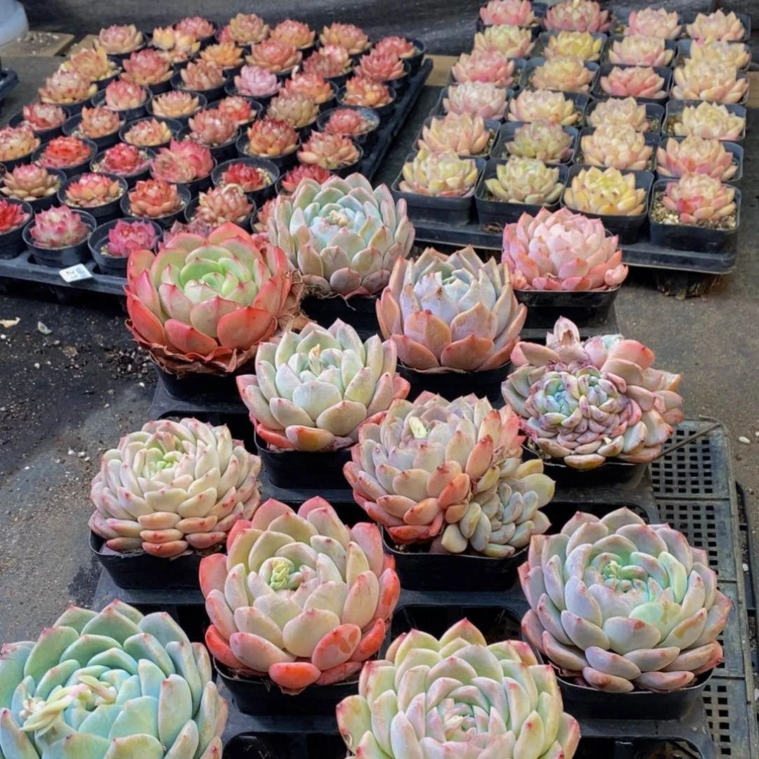 258多肉植物保护研究所所长助理