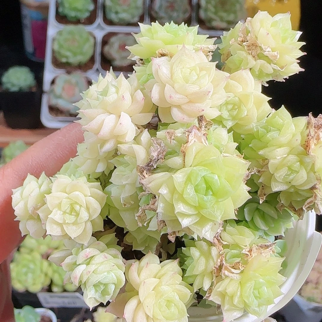 0927-147麦秆优选不包整